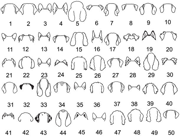 Personalized Dog Ear Ornament - Olive and Ember Co.